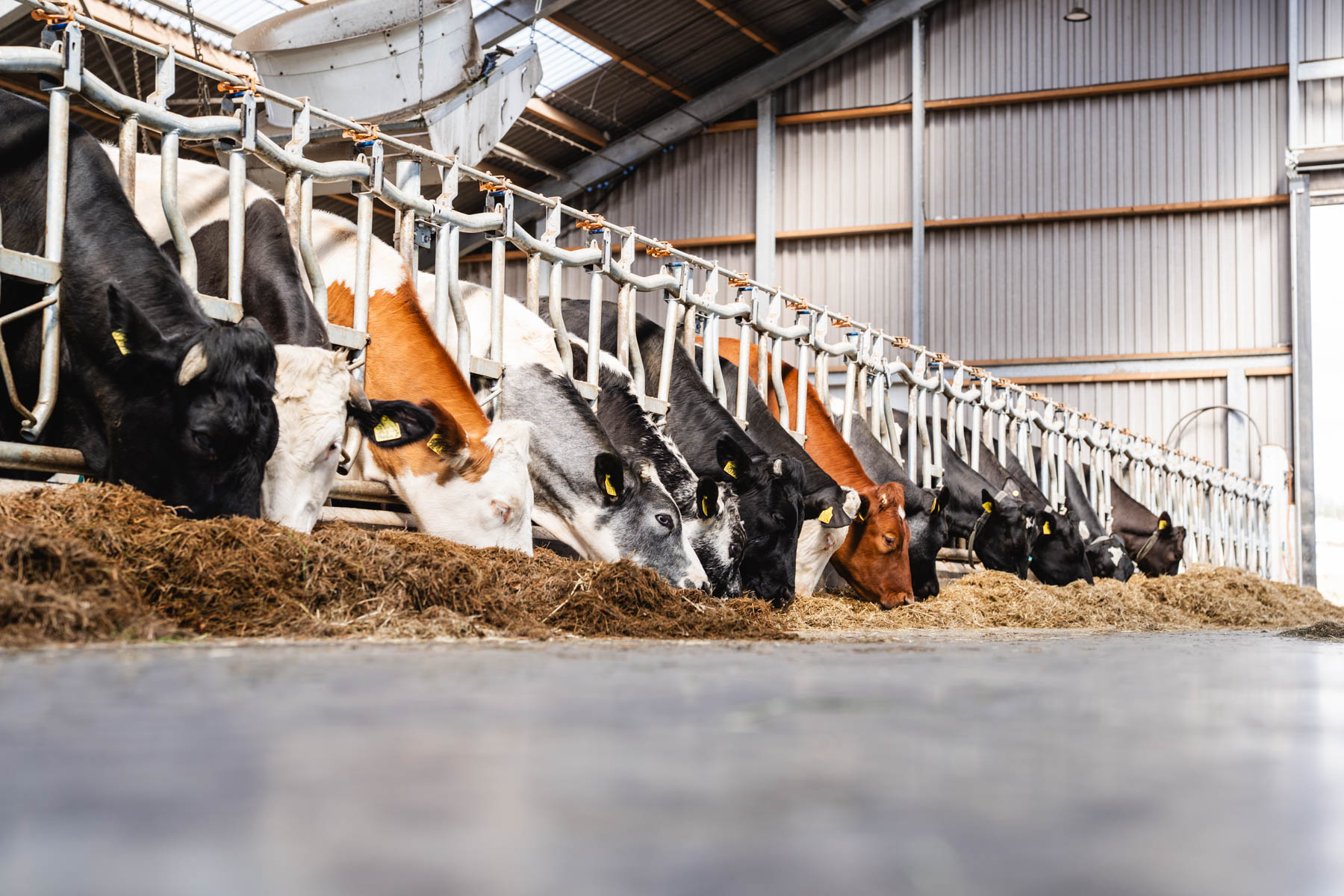 Koeien in de stal bij de voerplaats, ter illustratie van melkproductie en uiergezondheid
